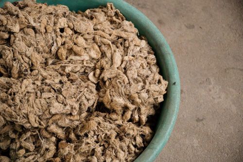 Để có được sợi đũi, các bà, các mẹ phải nấu chín, ngâm kén trong nước rồi mới tỉ mẩn kéo từng sợi tơ vòng lên guồng