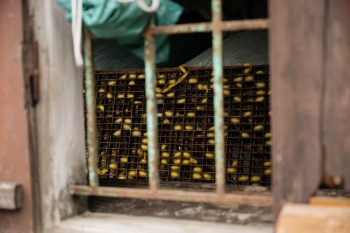 Từng vang danh từ thế kỉ XIX và có lúc chững lại trước biến động kinh tế, nghề dệt đũi nay đang dần hồi sinh mạnh mẽ