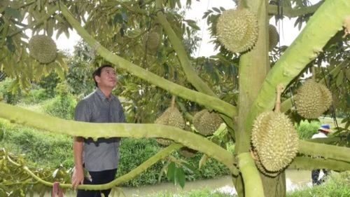 Giám đốc Sở Nông nghiệp và Môi trường tỉnh Đồng Tháp kiểm tra vườn sầu riêng tại xã Mỹ Thành, tỉnh Đồng Tháp.