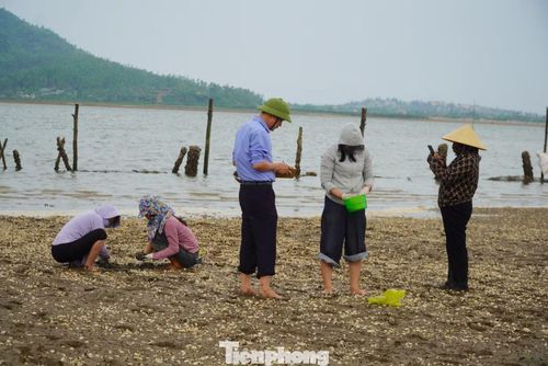 Sau khi tiếp nhận thông tin về hiện tượng ngao chết, chiều 26/4, cán bộ Chi cục Thủy sản Hà Tĩnh đã có mặt tại hiện trường để tiến hành lấy mẫu phục vụ công tác phân tích, xác định nguyên nhân. Theo thống kê ban đầu có khoảng 120 tấn ngao chết, ước tính khoảng 3 tỷ đồng.