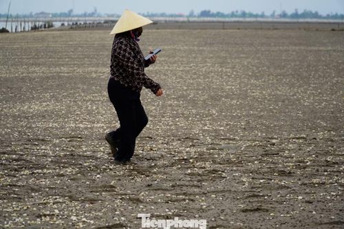 Bà Nguyễn Thị Oanh, Trưởng thôn Mai Lâm (xã Mai Phụ), cho biết toàn thôn hiện có 43 hộ nuôi ngao trên khu vực bãi bồi với tổng diện tích khoảng 80 ha. Tuy nhiên, theo thống kê đến thời điểm này, đã có 35 hộ ghi nhận tình trạng ngao chết, tỷ lệ thiệt hại dao động từ 30–70%. Đáng lo ngại, hiện tượng ngao chết vẫn chưa có dấu hiệu dừng lại.