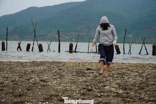 Theo người dân địa phương, ngao được nuôi trồng tại khu vực này đã đạt kích cỡ thương phẩm khoảng 110 - 120 con/kg. Việc ngao chết trong kỳ thu hoạch gây thiệt hại rất lớn đối với người nuôi trồng.