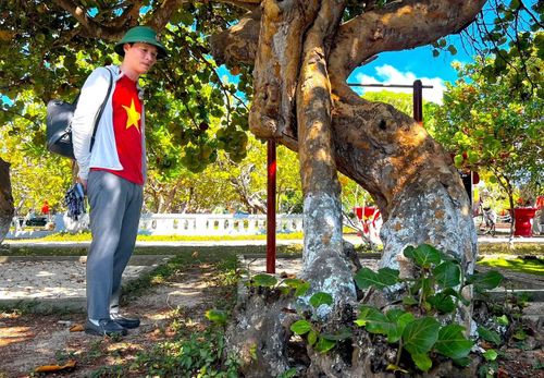Trên đảo Trường Sa có hàng trăm cây nho biển lâu năm, gốc lớn hơn một người ôm.
