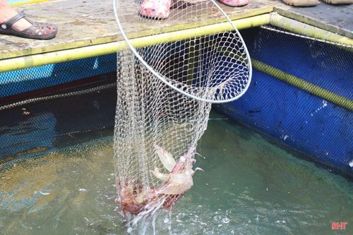 Trong đó, mực nhảy - món ăn nổi tiếng của vùng biển này tiếp tục thu hút thực khách, góp phần làm nên sức hấp dẫn riêng của du lịch địa phương.
