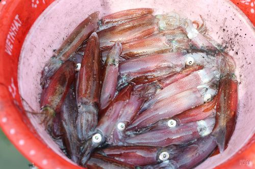 Những con mực tươi rói, thân trong suốt, bơi lội trong dòng nước biển ở khu bè nuôi của các nhà hàng.