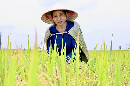 Không chỉ giúp che nắng, chắn mưa, áo tơi còn mang trong mình hồn quê mộc mạc, trở thành biểu tượng cho sự bền bỉ, dẻo dai và sức sống mãnh liệt của người nông dân.