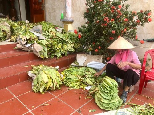 Sau khi thuốc lào hài từ ruộng về, người dân thực hiện việc rọc lá (tuốt cẫng khỏi lá) sau đó bày thành cuốn để thái.