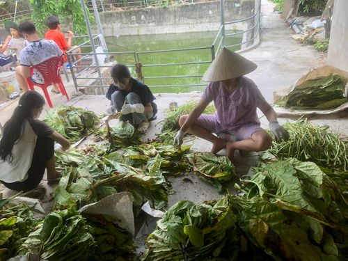 Khâu rọc lá cũng mất nhiều thời gian và cũng là quy trình rất vất vả bởi hơi nước từ lá bay vào mắt cay xè.
