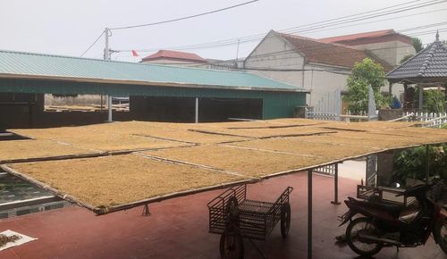 Thuốc lào ở Đông Thụy Anh từ lâu đã khẳng định được thương hiệu riêng bên cạnh những vùng thuốc lào nổi tiếng khác như Tiên Lãng hay Vĩnh Bảo (Hải Phòng).