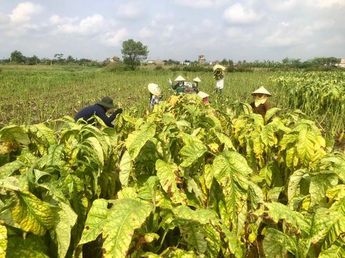 Năm nay, cây thuốc lào được mùa nên sản lượng cũng tăng cao hơn so với mọi năm.