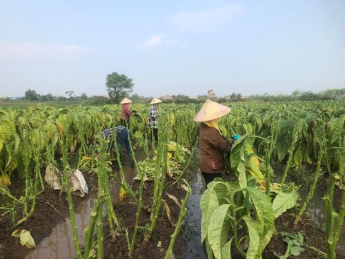 Từ lâu cây thuốc lào là cây trồng chủ lực ở xã Đông Thụy Anh, tỉnh Hưng Yên.