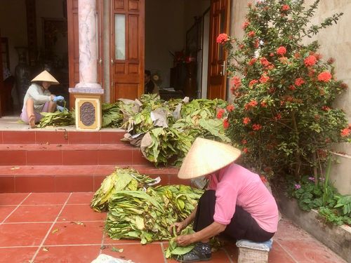 Hiện nay các gia đình ở thôn quê xã Đông Thụy Anh, nhà ai cũng trồng thuốc lào.