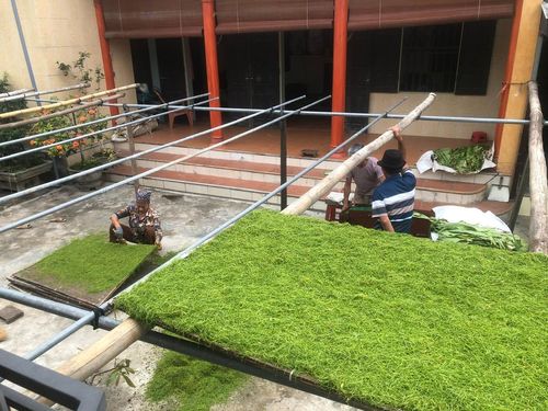 Với người dân Đông Thụy Anh, cây thuốc lào là "cây vàng màu xanh" đem lại giá trị kinh tế cao cho người nông dân.