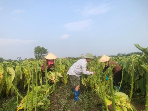 Người dân xã Đông Thụy Anh thu hái thuốc lào.