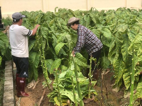 Người dân Đông Thụy Anh chăm thuốc như chăm con mọn. Khi cây đã trưởng thành, người trồng phải thực hiện kỹ thuật bấm ngọn và tỉa chồi (bẻ chánh).