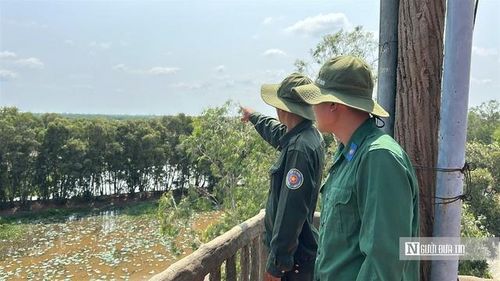 Lực lượng bảo vệ cơ động Vườn quốc gia Tràm Chim tuần tra từ đài quan sát. (Ảnh: Bùi Đạt)