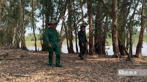 Lực lượng bảo vệ cơ động đang thực hiện công tác tuần tra tại Vườn quốc gia Tràm Chim. (Ảnh: Bùi Đạt).