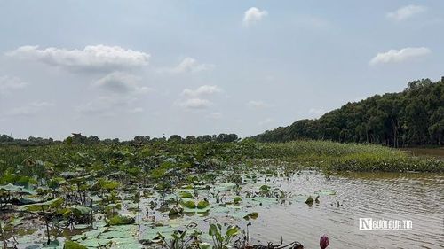 Vườn quốc gia Tràm Chim nằm tiếp giáp 4 xã: Tràm Chim, Phú Thọ, Tam Nông và An Hòa, với tổng diện tích hơn 7.300ha. Đây là một trong số ít vùng đất ngập nước còn giữ được gần như nguyên vẹn những đặc trưng tiêu biểu của hệ sinh thái Đồng Tháp Mười xưa, đồng thời là nơi cư trú, bảo tồn của hàng trăm loài thực vật, chim nước và thủy sinh quý hiếm. (Ảnh: Bùi Đạt).