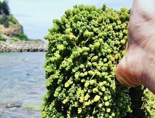 Rong nho trên đảo Cồn Cỏ.