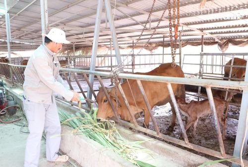 Một số mô hình vườn - ao - chuồng trên địa bàn xã bắt đầu được hình thành (Trong ảnh: Ông Phạm Minh Chính, xã Hòa Trí chăm sóc đàn bò).