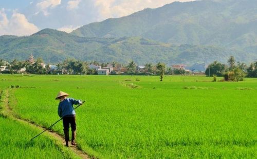 Điều kiện gì để chuyển đổi mục đích đất trồng lúa? Ảnh minh họa