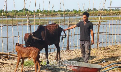 Mô hình nuôi bò sinh sản tại Ấp 10, xã Phong Thạnh.