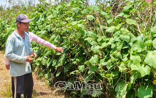 Mô hình trồng dưa leo cải thiện đời sống tại xã Vĩnh Lợi.