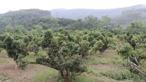 Do ảnh hưởng của thời tiết, nhiều vườn vải tại Bắc Ninh bị mất mùa.