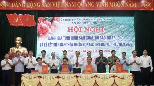 Ký kết hợp tác tiêu thụ vải thiều trong năm 2026.