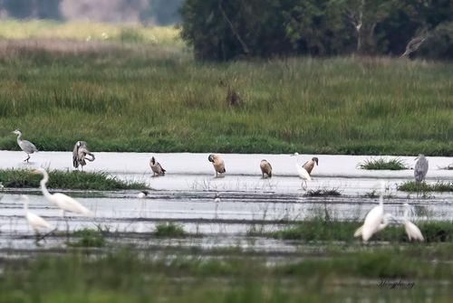 Loài Vịt mồng quý hiếm xuất hiện trở lại tại Tràm Chim.