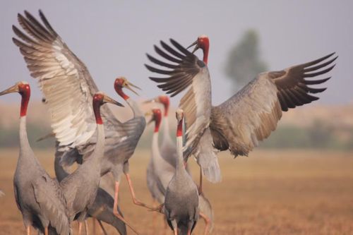 Sếu đầu đỏ - loài chim quý hiếm nổi tiếng tại Vườn Quốc gia Tràm Chim. Ảnh: Nguyen Van Hung / WWF-Viet Nam