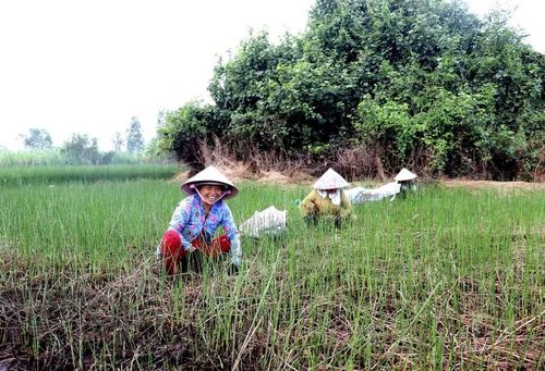 Những người dân Nhựt Tảo đang làm cỏ trong ruộng lác. (Ảnh: Đức Hạnh/TTXVN)