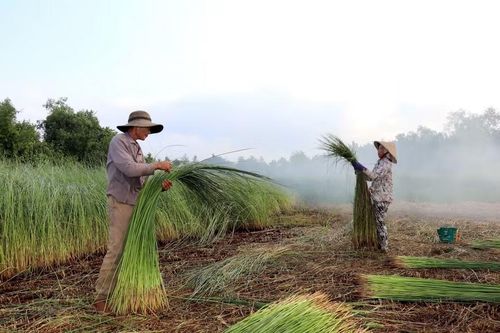 Vợ chồng ông Nguyễn Văn Cu thu hoạch lác. (Ảnh: Đức Hạnh/TTXVN)