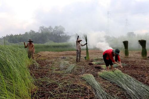 Người dân thu hoạch lác, chặt, gom và lọc những cây đạt chiều cao rồi bó lại. (Ảnh: Đức Hạnh/TTXVN)