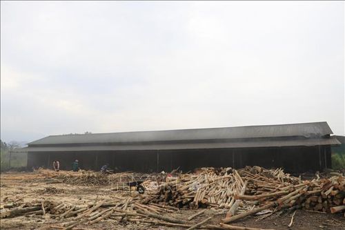 Trong khuôn viên các cơ sở đốt than không phép, gỗ được cắt khúc, chất thành đống ngổn ngang với khối lượng lớn. Ảnh: Đinh Thùy/TTXVN