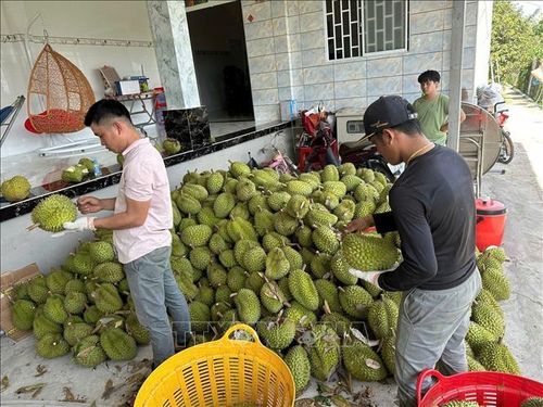 Hoạt động thu mua sầu riêng ở Đồng Tháp.