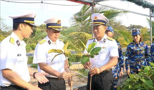 Cán bộ Vùng 4 Hải quân kiểm tra công tác ươm, chiết giống cây ở các đơn vị trong Vùng 4 - thực hiện chương trình Xanh hóa Trường Sa. Ảnh: TTXVN phát