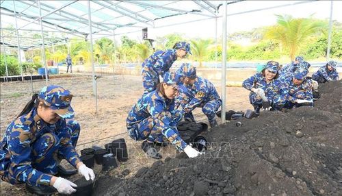 Lực lượng nữ hậu cần Hải quân Vùng 4 thực hiện làm đất để ươm, chiết giống cây. Ảnh: TTXVN phát