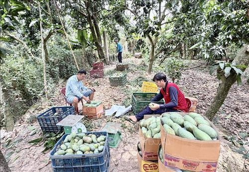 Trồng xoài xuất khẩu mang lại giá trị kinh tế cao cho người dân xã đảo Cù Lao Giêng.