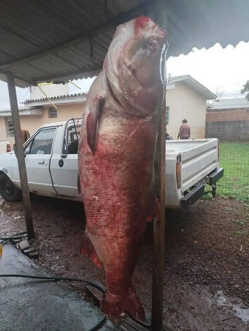 Con cá chép nặng 68kg.
