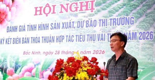 Theo đại diện Sở Nông nghiệp và Môi trường tỉnh Bắc Ninh, vụ vải năm nay sẽ thu hoạch từ cuối tháng 5 đến cuối tháng 6.