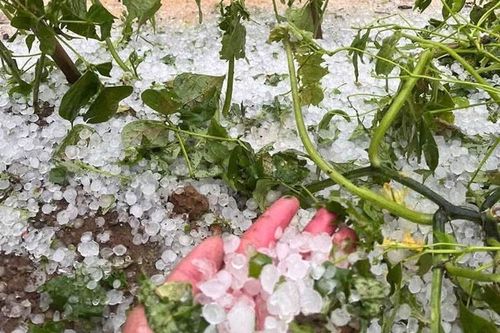  Mưa đá xuất hiện tại tỉnh Điện Biên ngày 28/4. Ảnh: Xã Pu Nhi. 