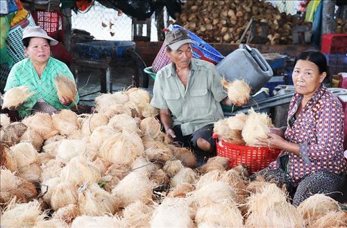 Trái dừa được sơ chế trước khi xuất khẩu.