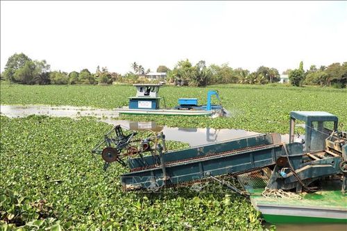 Hệ thống máy phá, máy vớt - cuộn lục bình đang hoạt động trên sông Vàm Cỏ Tây.