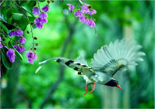 Nhiều tác phẩm nhiếp ảnh ghi nhận sự xuất hiện của loài chim Giẻ cùi mỏ đỏ. (Ảnh: Thanh Hà)