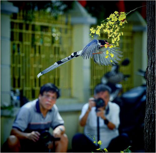 Các nhiếp ảnh gia ghi lại khoảnh khắc sinh động của chim Giẻ cùi mỏ đỏ. (Ảnh: Thanh Hà)