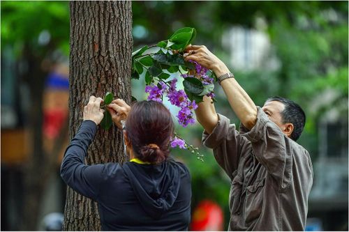 Để có được những bức ảnh ấn tượng, một số nhiếp ảnh gia đã chủ động bố trí cành hoa và đặt thức ăn như sâu nhằm thu hút chim đến gần, tạo điều kiện thuận lợi cho việc tác nghiệp. (Ảnh: Thanh Hà)