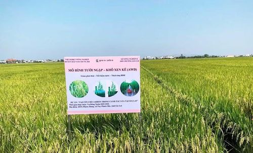 Mô hình canh tác lúa theo mô hình tưới ngập - khô xen kẽ cho năng suất cao trong vụ Đông Xuân 2025 - 2026. Ảnh: T.Lợi