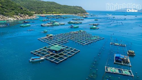 KLC Seafood phát triển vùng nuôi liên kết quy mô 884ha, góp phần ổn định nguồn cung và nâng chuẩn chuỗi giá trị thủy hải sản cao cấp Việt Nam.