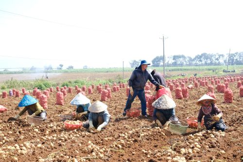 Tại nhiều vùng sản xuất nông nghiệp trong tỉnh, bà con nông dân vẫn duy trì nhịp sản xuất ổn định khi bài toán chi phí ngày càng trở nên nan giải
